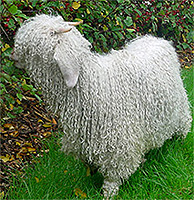 mouton angora
