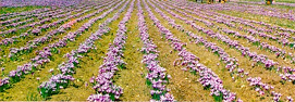 champs de crocus